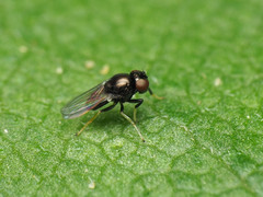 Athyroglossa glaphyropus