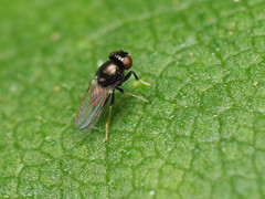 Athyroglossa glaphyropus