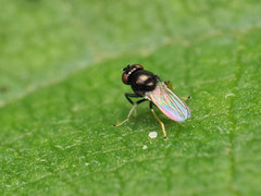 Athyroglossa glaphyropus