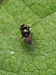 Athyroglossa glaphyropus