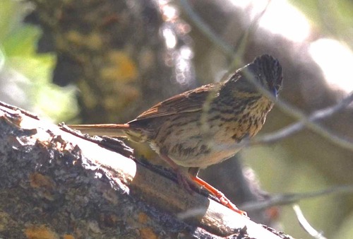 iNaturalist observation photo of Lincoln's Sparrow