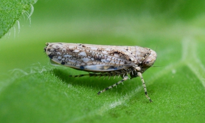 Tropicanus costomaculatus