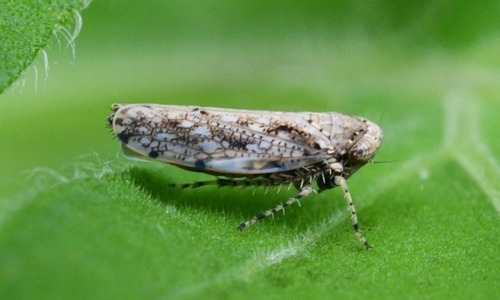 Tropicanus costomaculatus