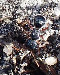 Ephutomorpha porrecticeps