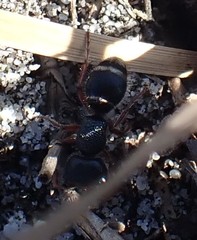 Ephutomorpha porrecticeps