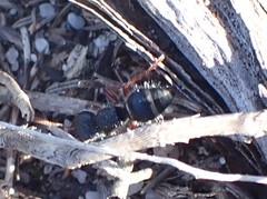 Ephutomorpha porrecticeps