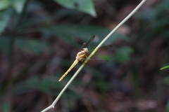 Crocothemis servilia
