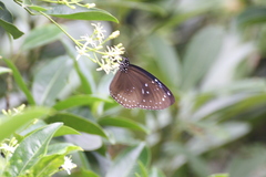 Euploea midamus