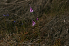 Comesperma virgatum