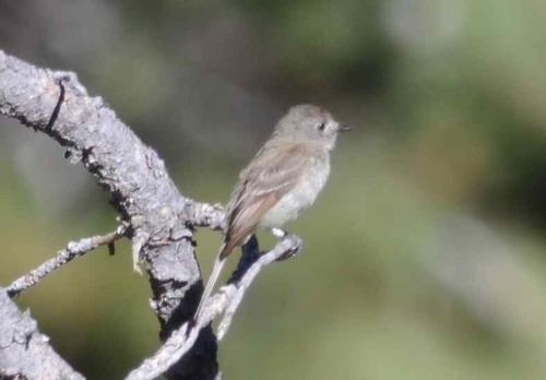 iNaturalist observation photo of Dusky Flycatcher
