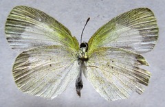Eurema daira eugenia