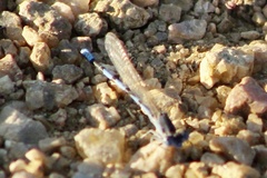 Argia nahuana