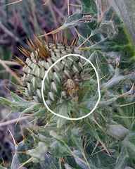 Terellia occidentalis