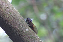 Cryptotympana mandarina