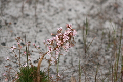 Stylidium spinulosum