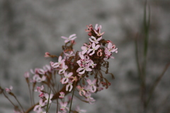 Stylidium spinulosum