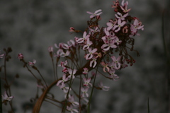 Stylidium spinulosum