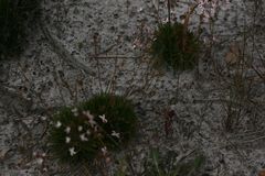 Stylidium spinulosum