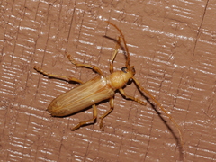 Atylostagma politum