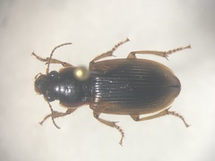 Anisodactylus discoideus
