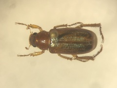 Dichelonyx subvittata