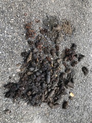 Nyctereutes procyonoides