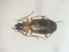 Badister neopulchellus