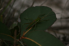Hemisaga denticulata