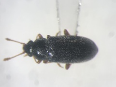 Telmatophilus typhae
