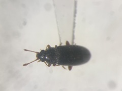 Telmatophilus typhae