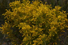 Synaphea polymorpha