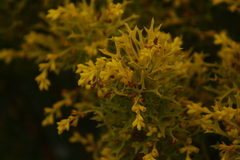Synaphea polymorpha