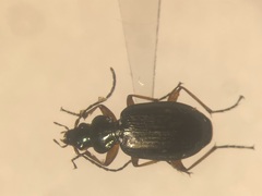Agonum errans