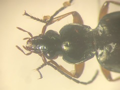 Agonum errans