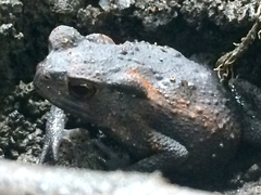 Bufo formosus
