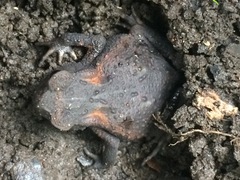 Bufo formosus