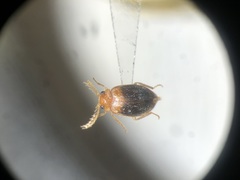 Prionocyphon discoideus