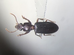 Schizogenius lineolatus