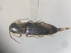 Dalopius vagus