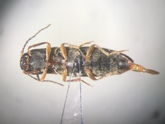 Dalopius vagus