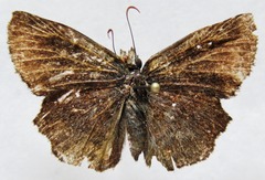 Antigonus erosus