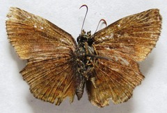 Antigonus erosus