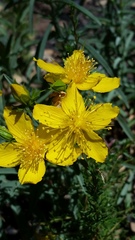 Hypericum concinnum