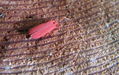 Dictyoptera simplicipes