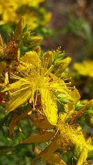 Hypericum concinnum