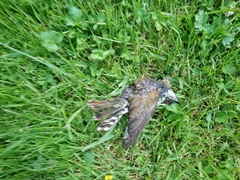 Chrysococcyx lucidus lucidus