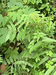 Zanthoxylum ailanthoides ailanthoides