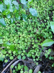 Fuchsia procumbens