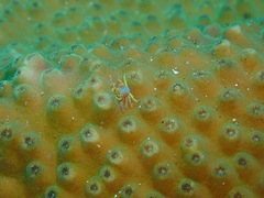 Pseudocryptochirus viridis