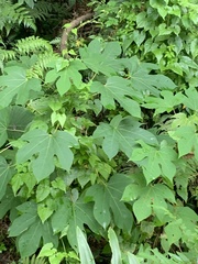 Vernicia montana